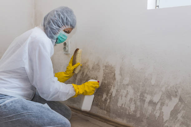 Best Mold Removal for HVAC Installations  in Mars Hill, NC